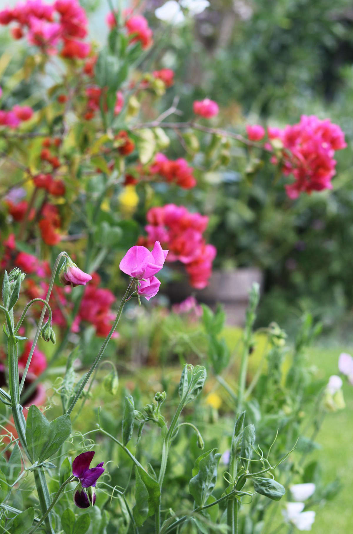 A lover of seeds and their catalogs, my mom has had to restrict her new sowings to plants like these delicately scented sweet peas that grow near the house. She is now 84 and finds it simpler to garden within reach. It is also easier to keep them watered. In the background a no-maintenance bougainvillea blooms regardless of drought.