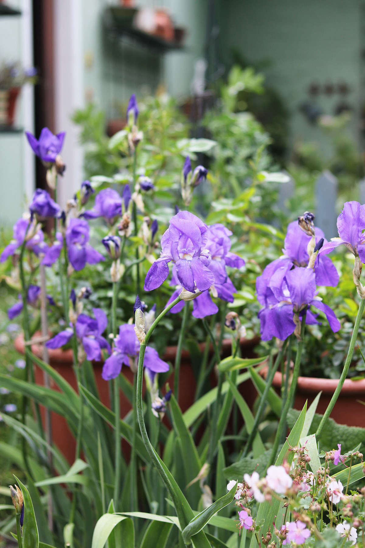 One of my favorite perfumes belongs to bearded iris. For a couple of weeks in late spring they bloom effortlessly.