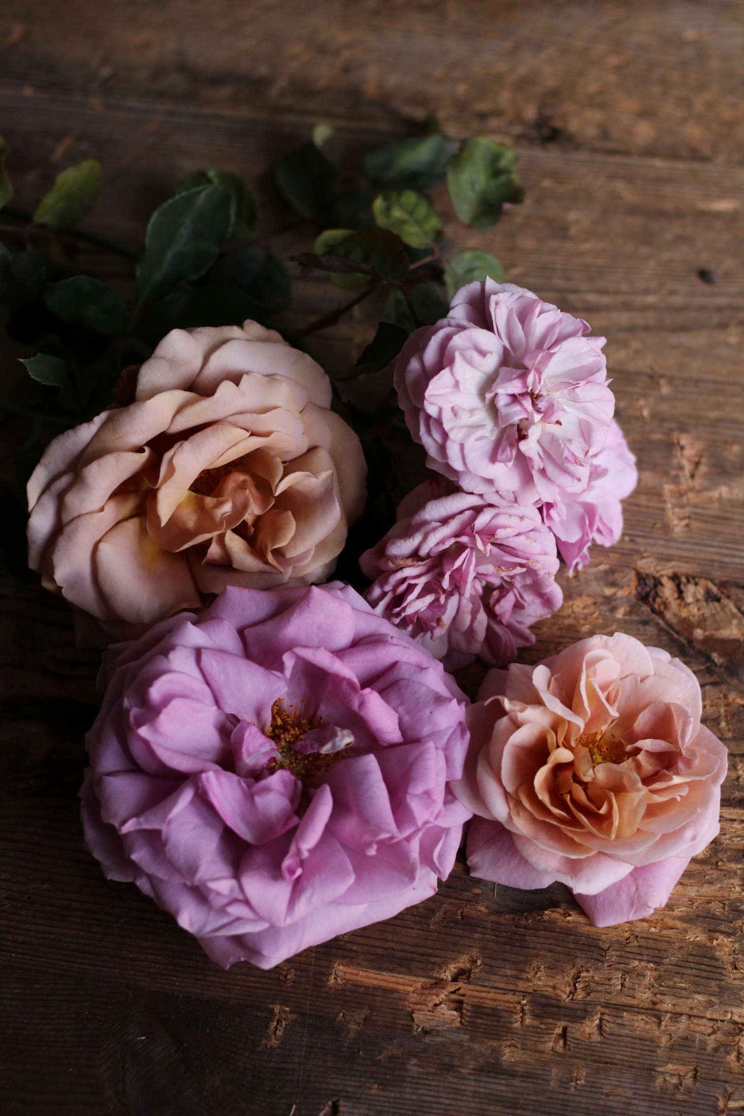 ‘Koko Loco’, ‘Florence Delattre’, ‘Neptune’, and ‘Distant Drums’ at Rose Story Farm.