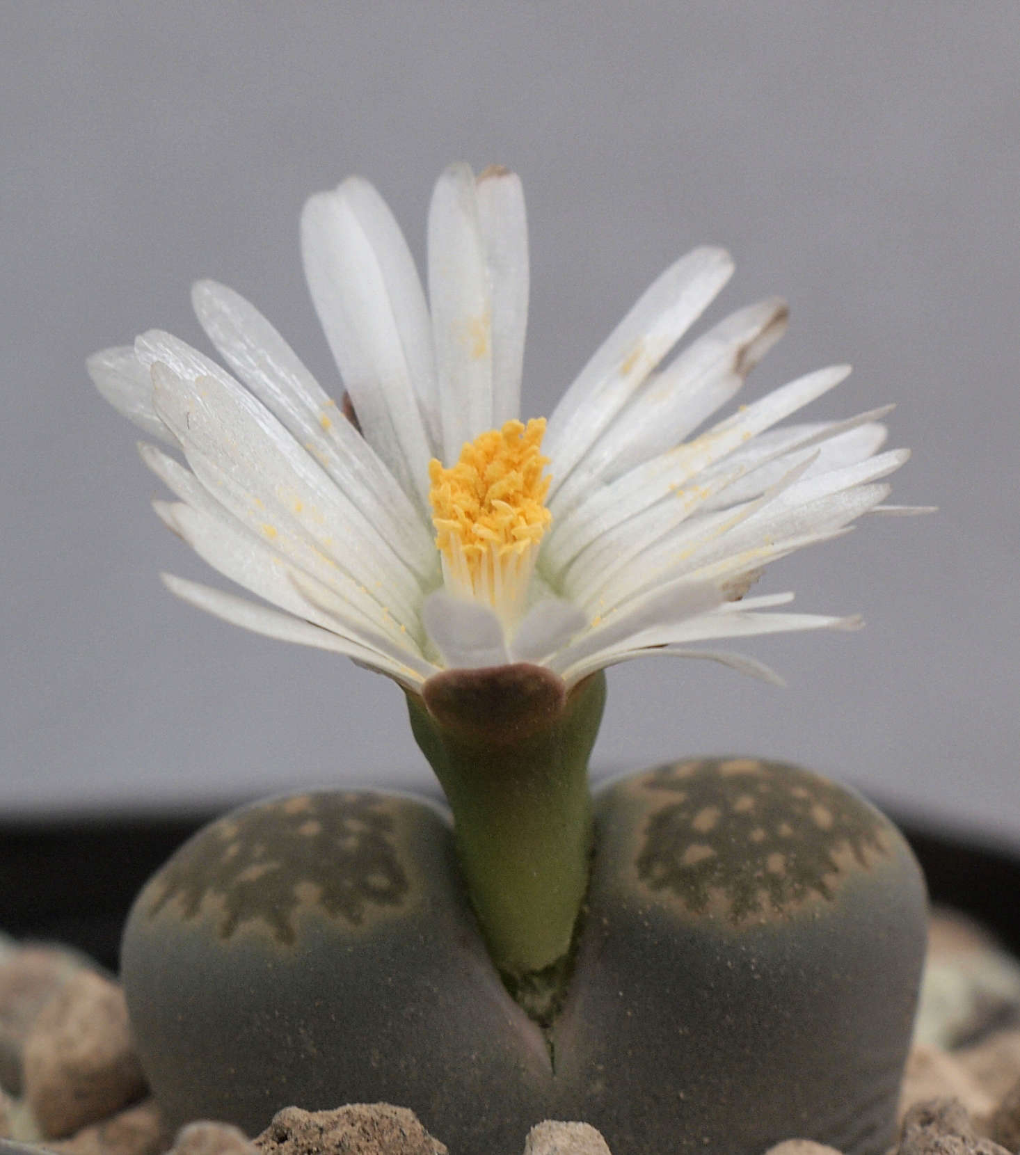 Lithops salicola in bloom. Photograph by Dornenwolf via Flickr.