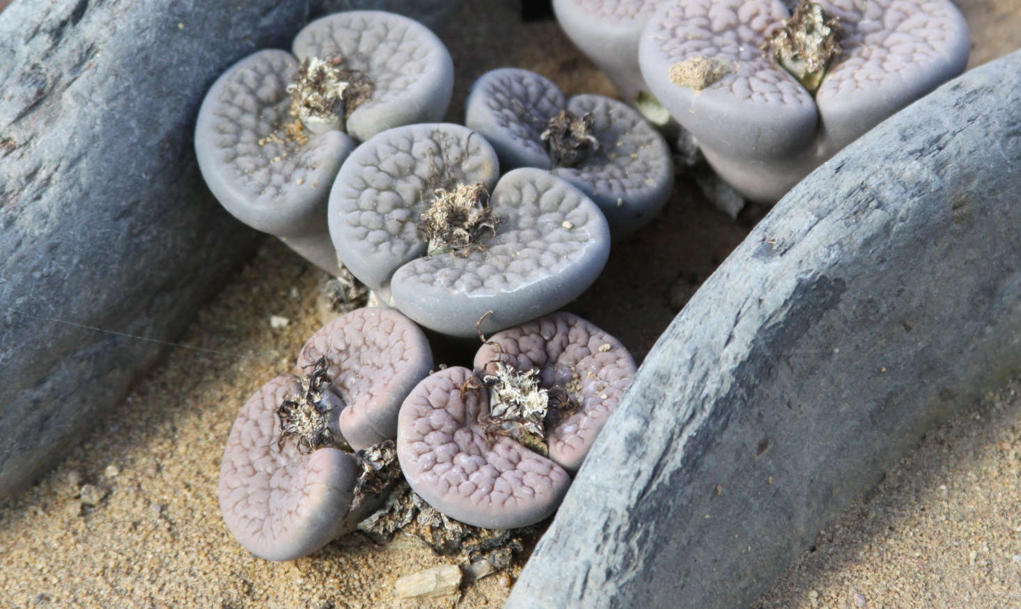 Lithops hookeri. Photograph by Drew Avery via Flickr.