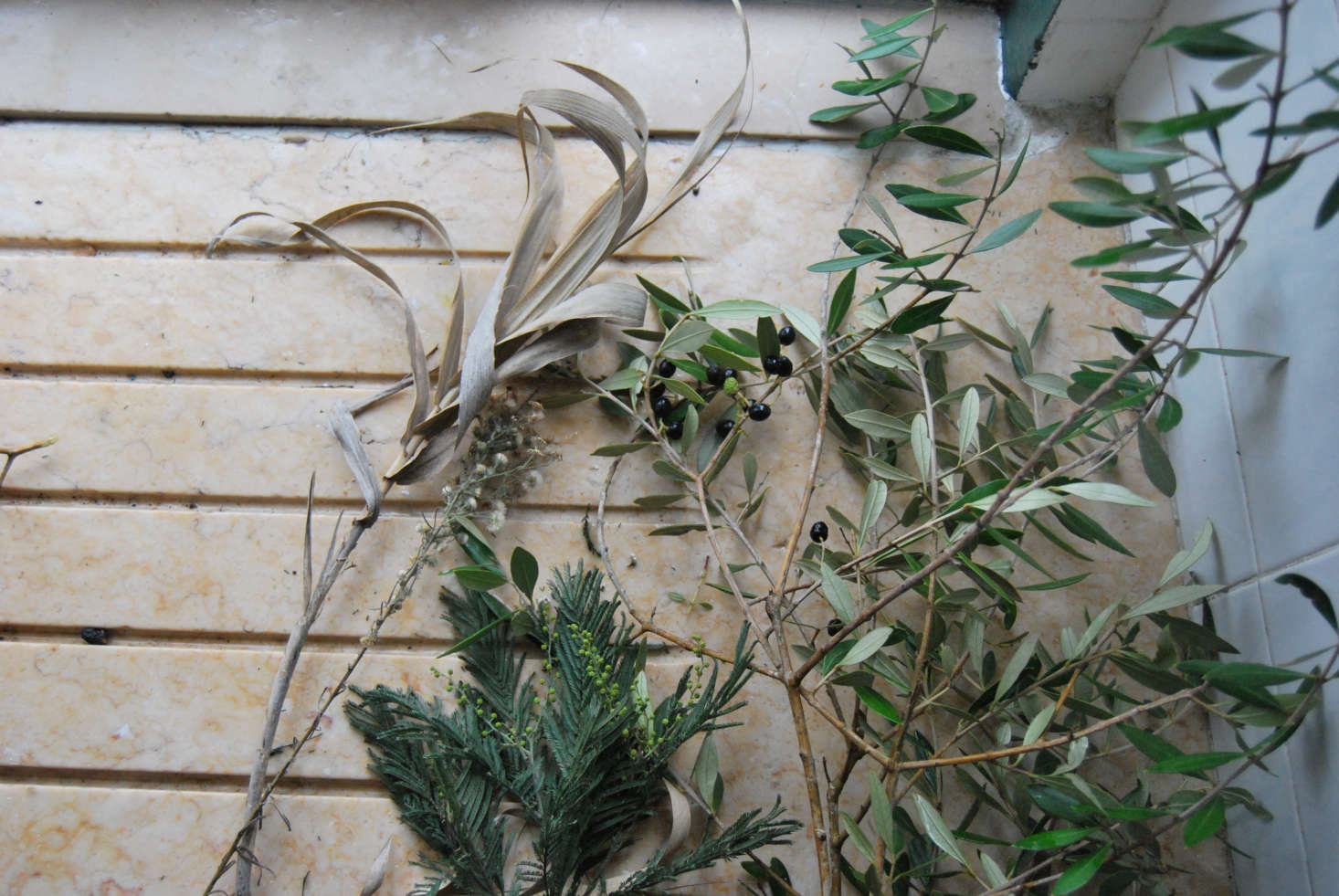 Above: I foraged these olive branches from a meadow near my home in Lisbon, Portugal. I always start with more than I need. After bringing them home to rinse, I re-cut the stems and let them soak in water. I paired them with a stem of mimosa and some dried meadow grasses.