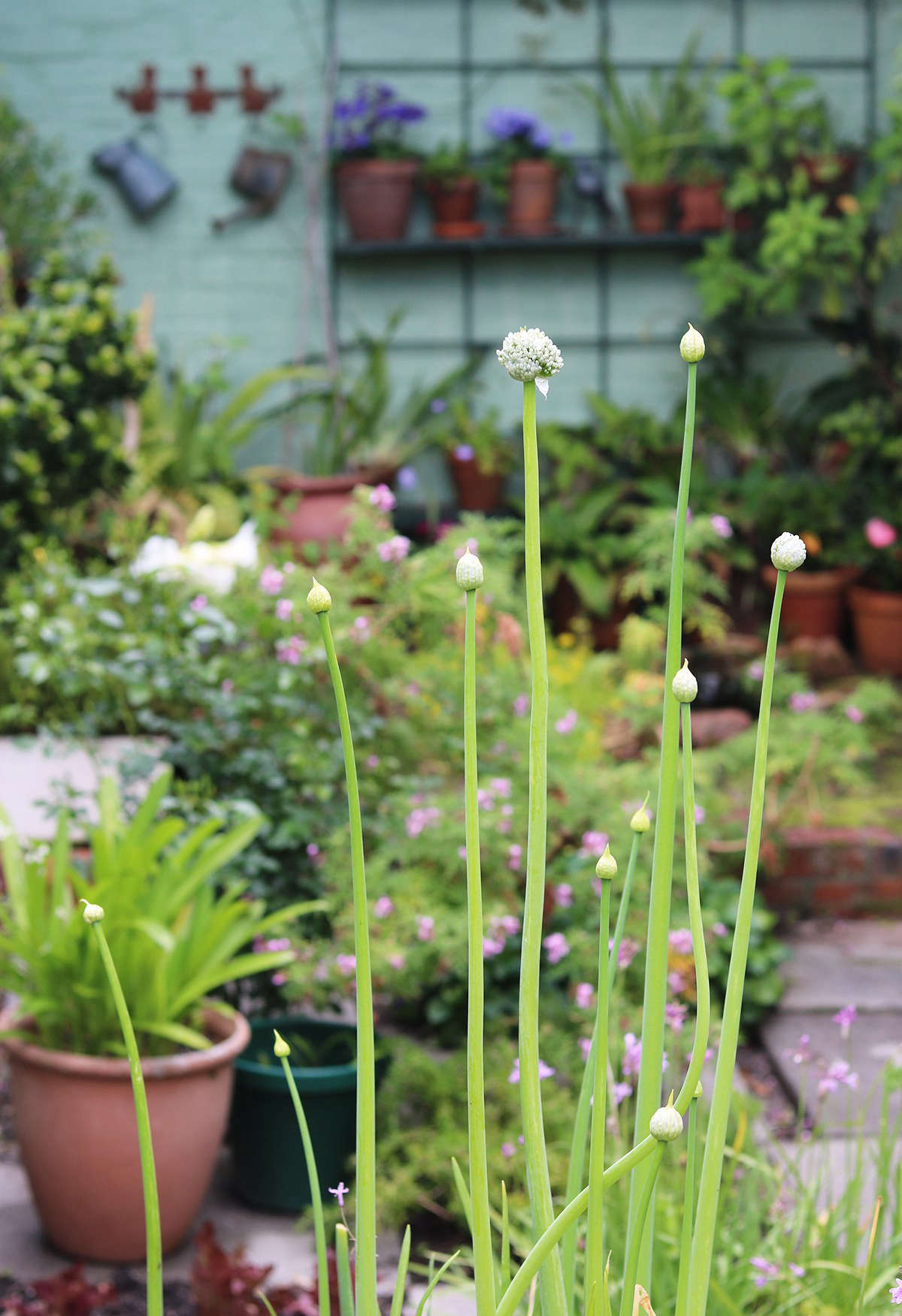 Onions growing in troughs are allowed to bloom, attractive country cousins to the glitzy hybrid alliums planted in many gardens (including mine) for summer display.