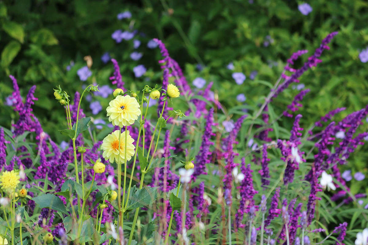 The old-fashioned garden favorite S. leucantha (commonly called Mexican bush sage) requires little more than a cutting back after it has bloomed. Tall, crisp yellow dahlias are given focus by the salvia