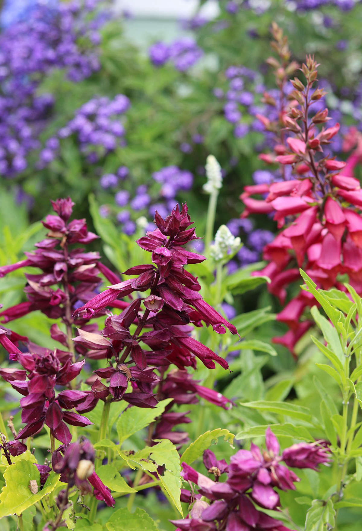In many parts of the garden salvias are a strong presence, a backbone of color that does not ask for much water. The flowers are very attractive to the resident sunbirds, who rely on nectar rich blooms (and the occasional spider) for their diet.