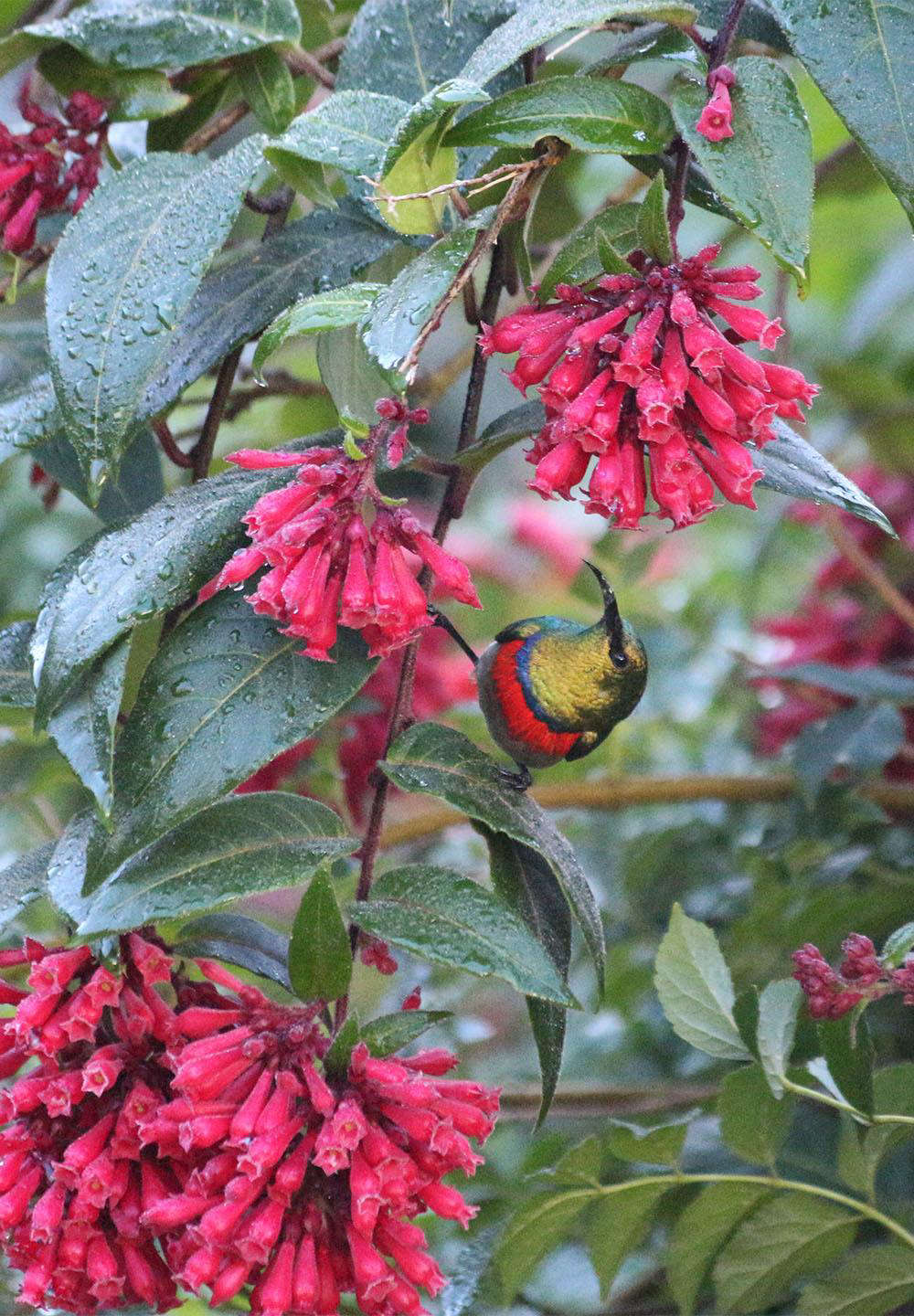 The sunbirds are attracted to red flowers and this Cestrum elegans was planted for them.