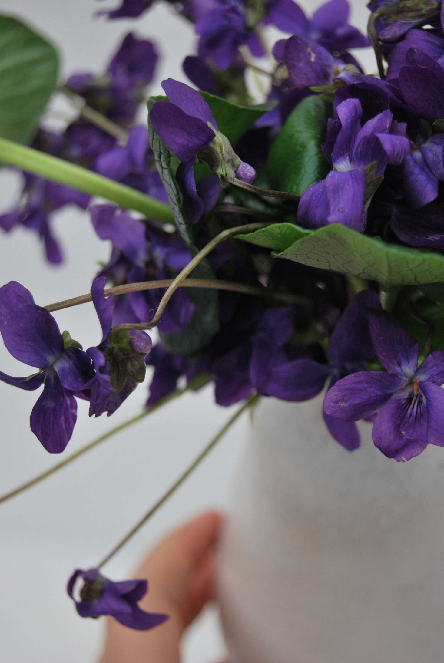 The tiny, wavy stems add to the appeal.
