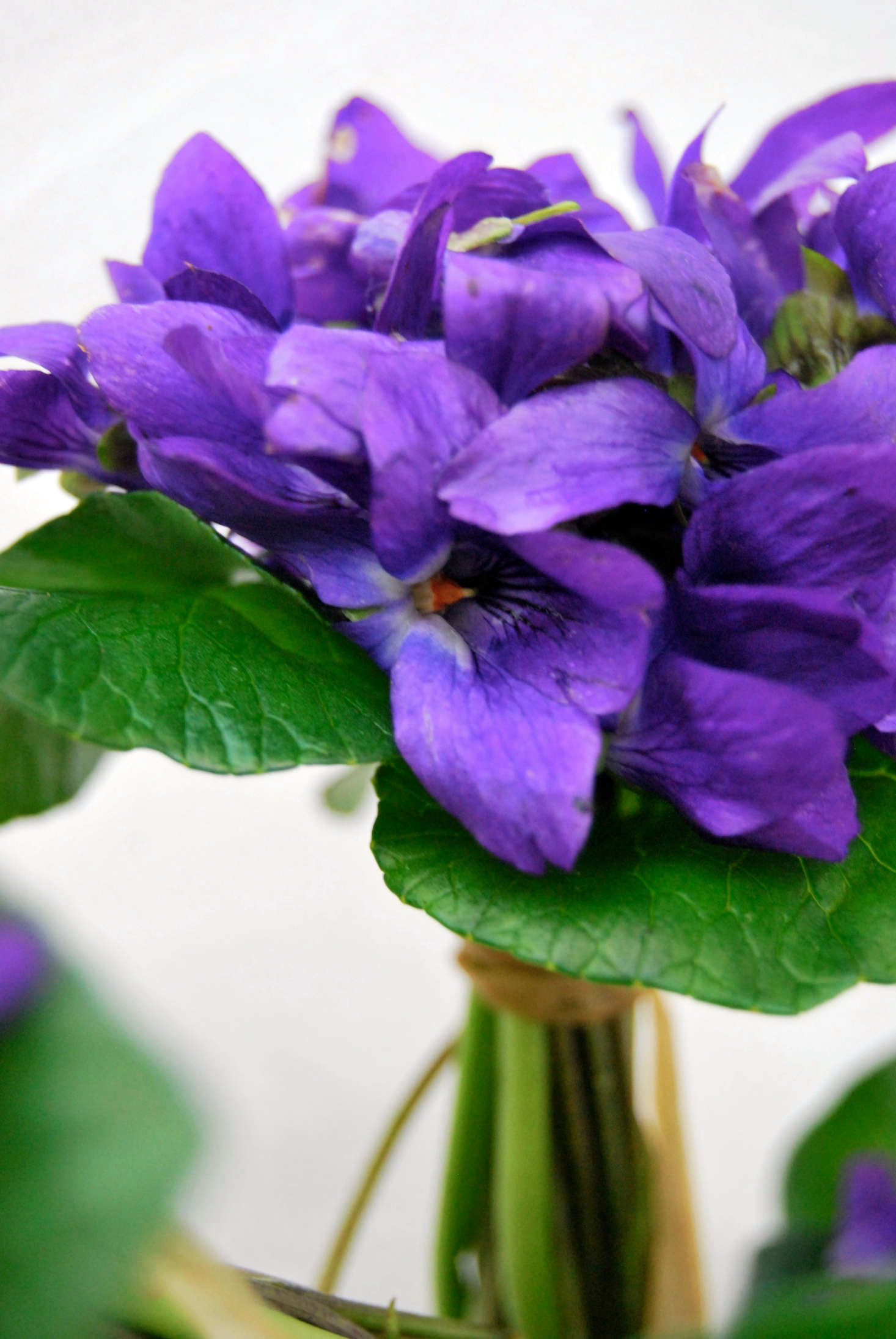 Using the flowers with their greenery offers support and and the contrast of the flowers against the leaves shows off the deep purple blossoms.