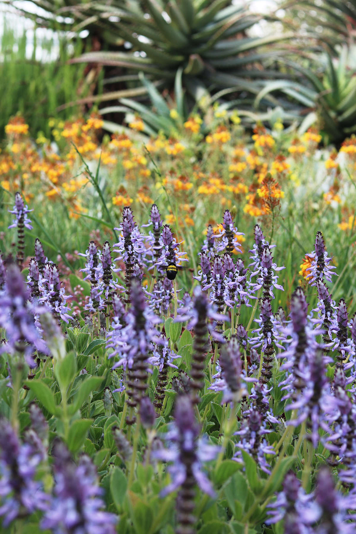 Increasingly, indigenous plants that withstand long periods without water are being encouraged to take root in the hitherto very cosmopolitan garden. This indestructible Plectranthus neochilus blooms for weeks in early summer despite growing in sandy soil in the driest part of the garden.