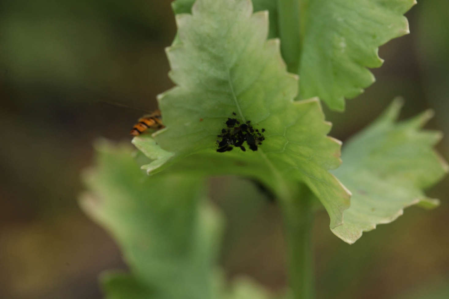 10 Essential Insects You Need in a Garden