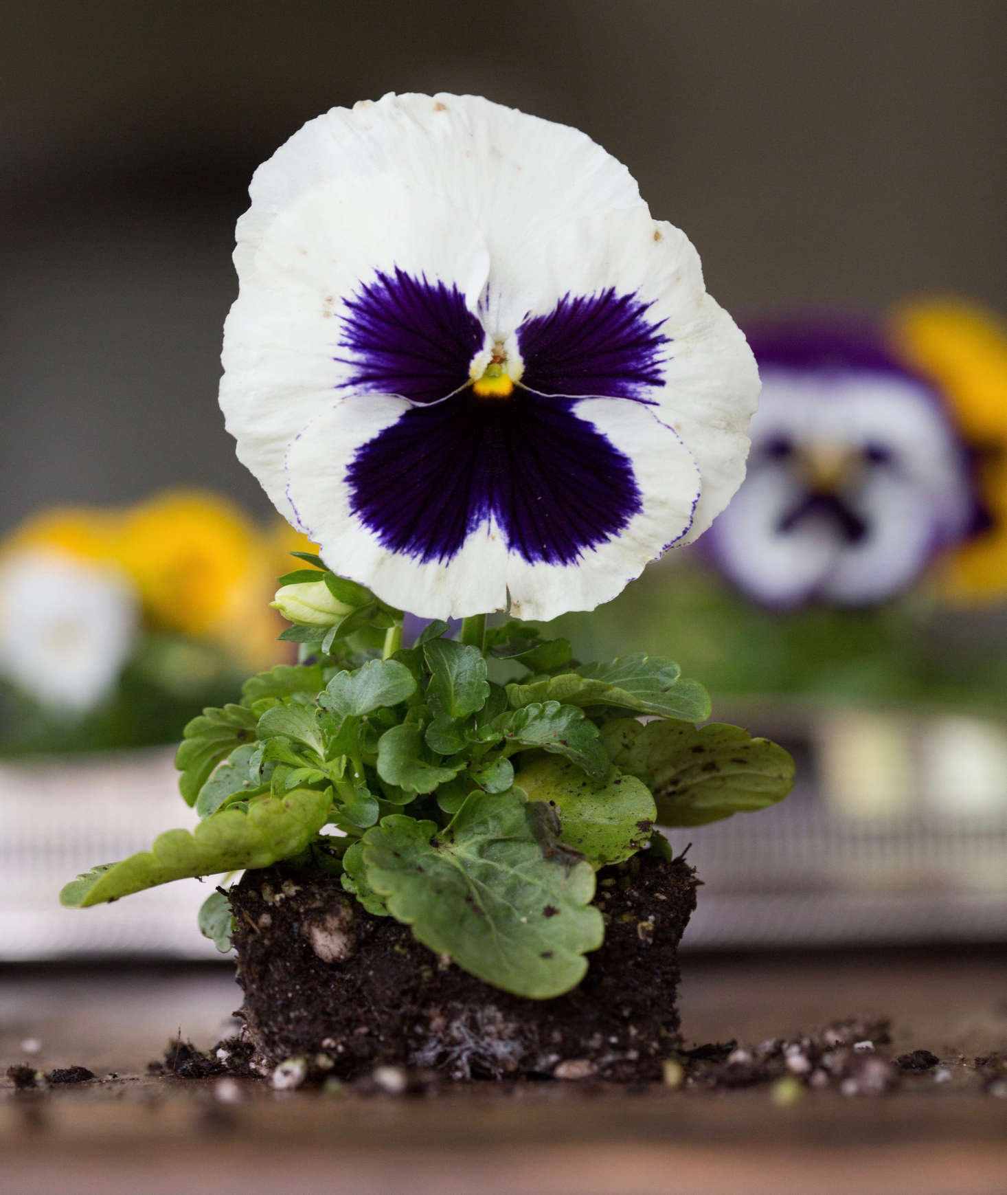 Giant Pansies Rethinking a 1960s Bedding Plant Gardenista