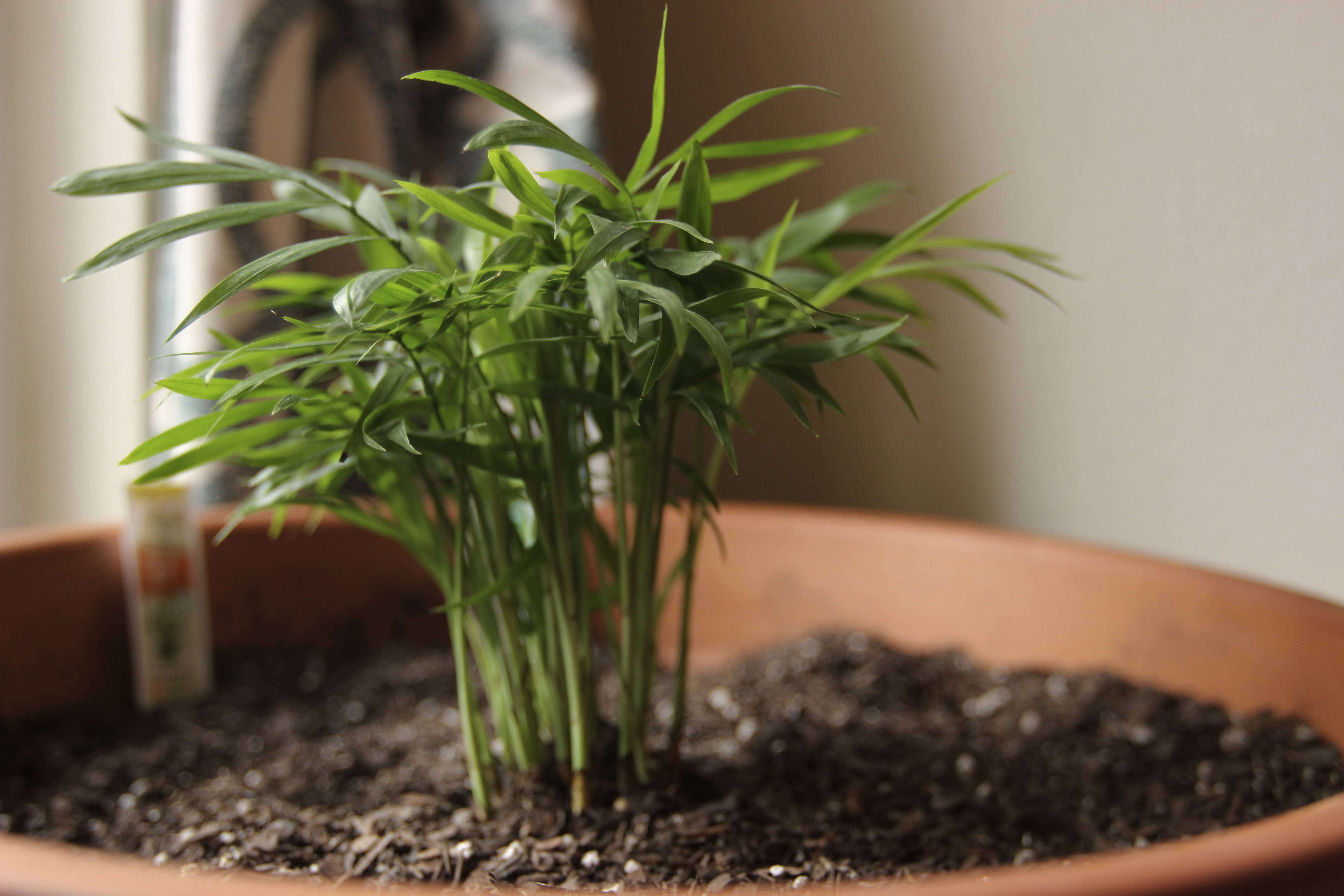 Learn how to grow garden palm trees in the country (tips for beginners) Learn how to grow garden palm trees in the country (tips for beginners)