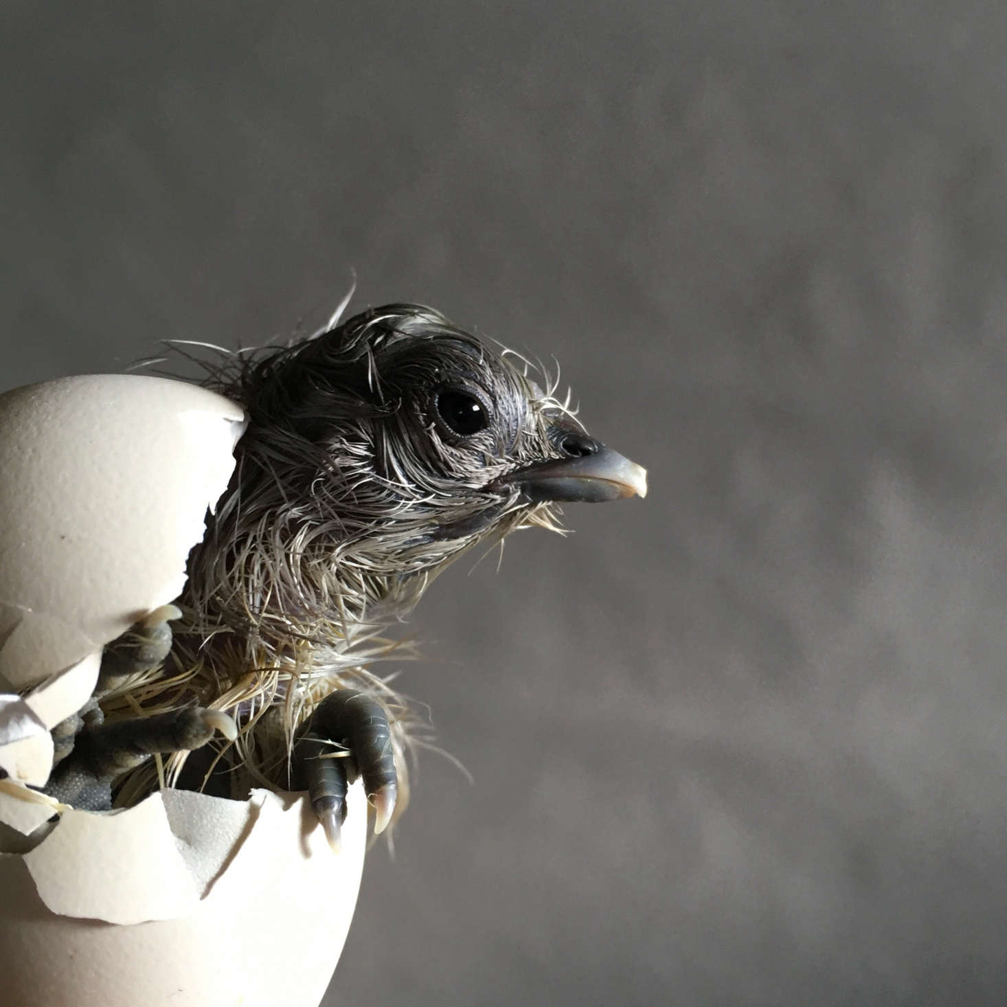 A silkie hatchling: Delphia and Dunn keep two 30-egg incubators in their basement. 