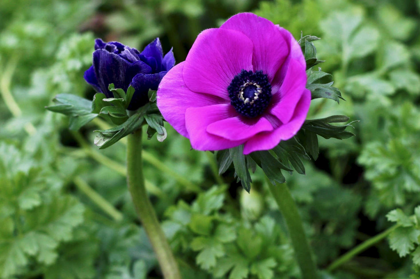 Anemone Coronaria