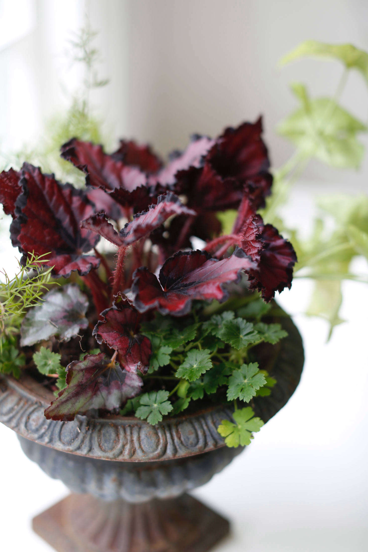 Houseplant Help 5 Tips to Keep Finicky Begonia  Rex  Alive 