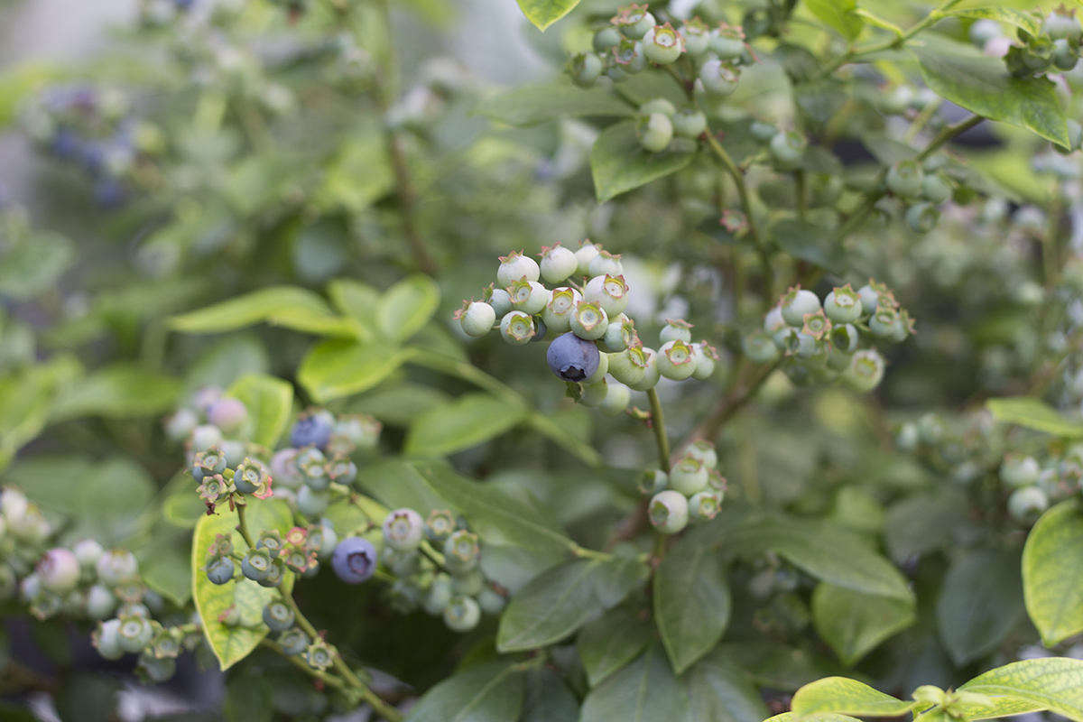 Blueberries Growing and Care Tips for Edible Gardens and Hedges