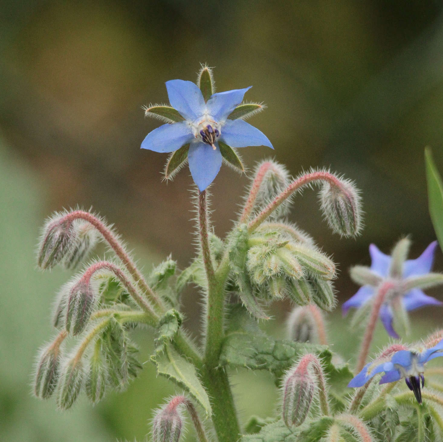 Photograph by OliBac via Flickr.