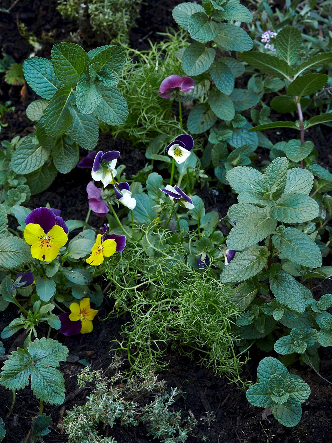 Pansies, chamomile, mint, and strawberries are happy companions in Gardenista editor Michelle Slatalla