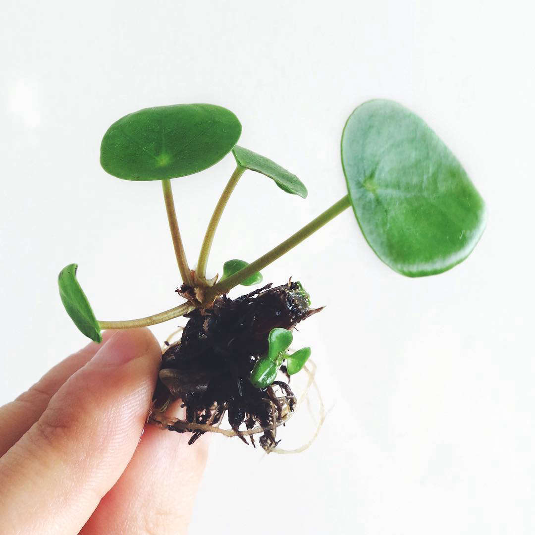 植物爱好者的宠物,包括婴儿的婴儿,而她的孩子也会被称为“婴儿”。很容易,人们经常分享,朋友们在一起。看看花园里的花园里的一堆地方,更多的是:——————————————————————————卡特勒,看看她的小把戏。