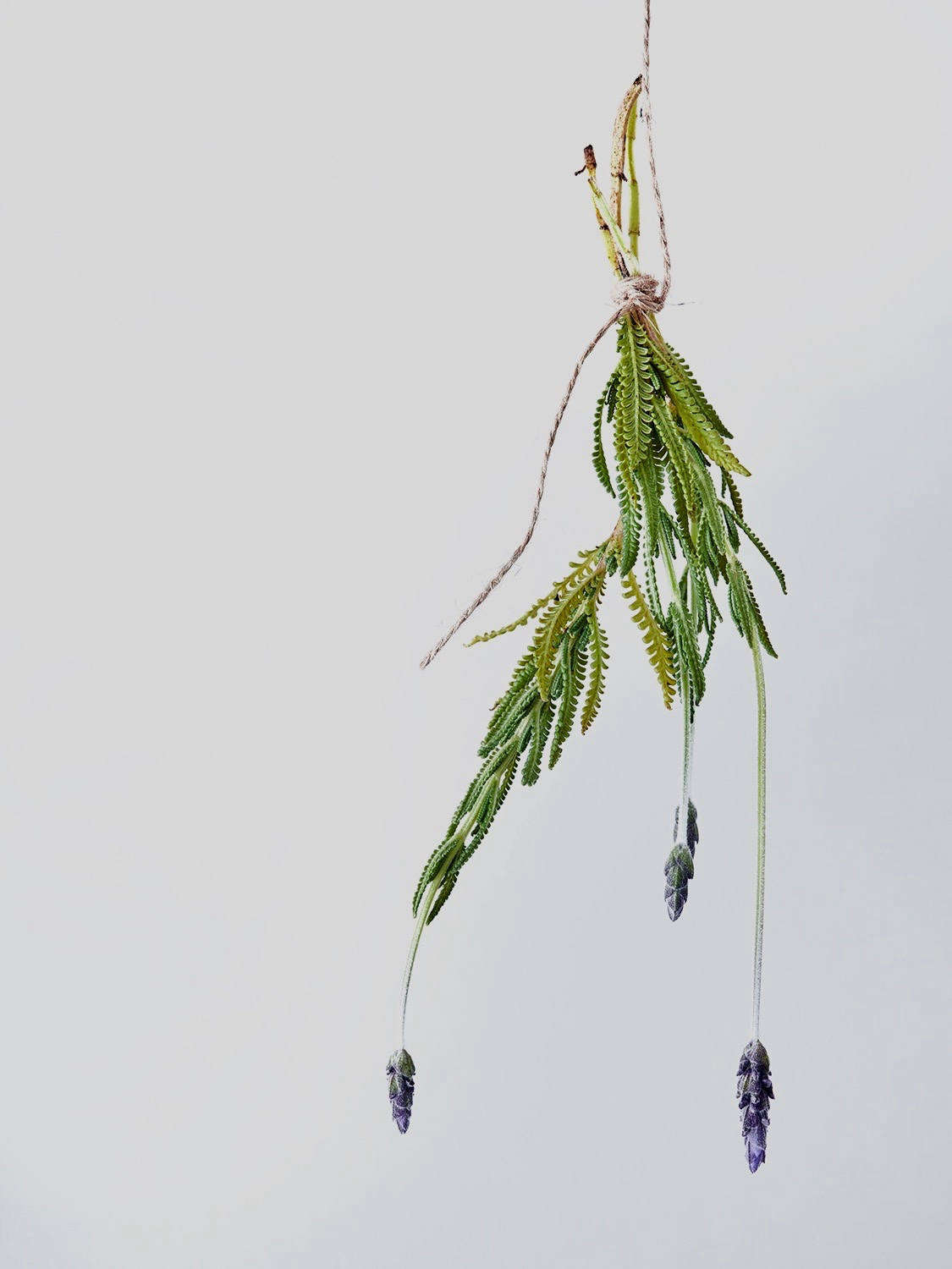 Hung upside down, a lavender bundle will dry in from two to four weeks (protect it by keeping it out of the sun). After it dries, it will look good for months.