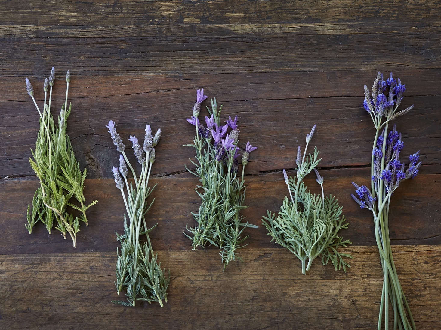 Here are a few of the types of lavender that I grow in my garden in Northern California, including (in the middle) Spanish lavender (Lavandula stoecha) and, on the far right, jagged lavender (L. pinnata buchii) with long, smooth stems.