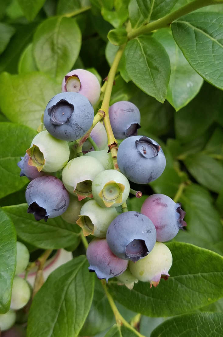 Gardening 101 Blueberries