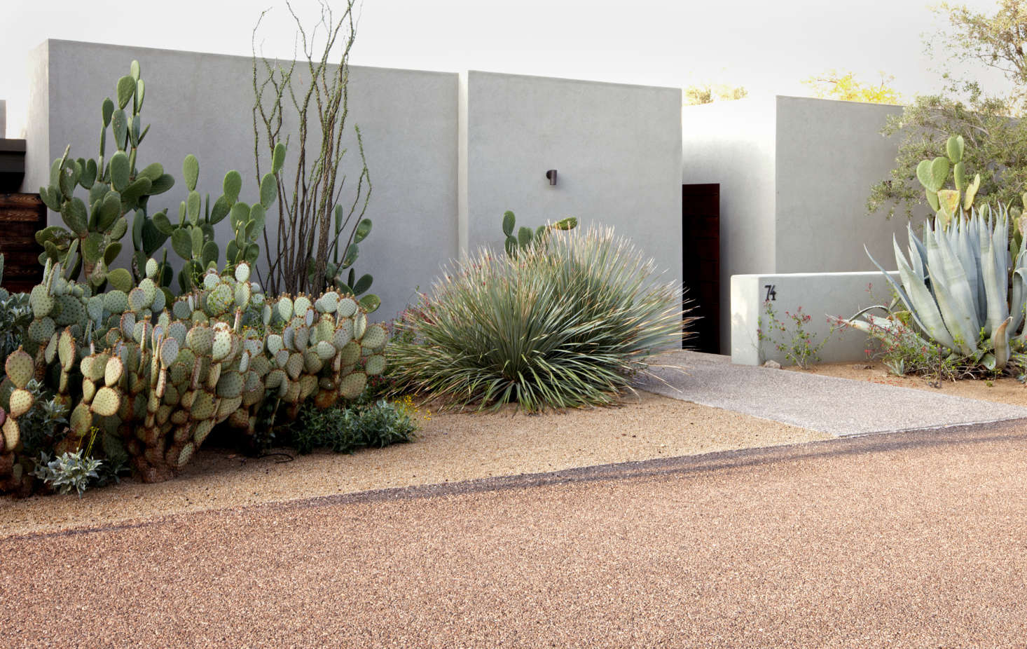 Desert Landscape Plants Arizona