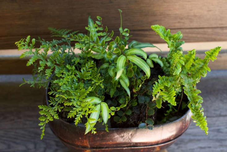 The Houseplant Diaries How I Learned To Stop Worrying And Love