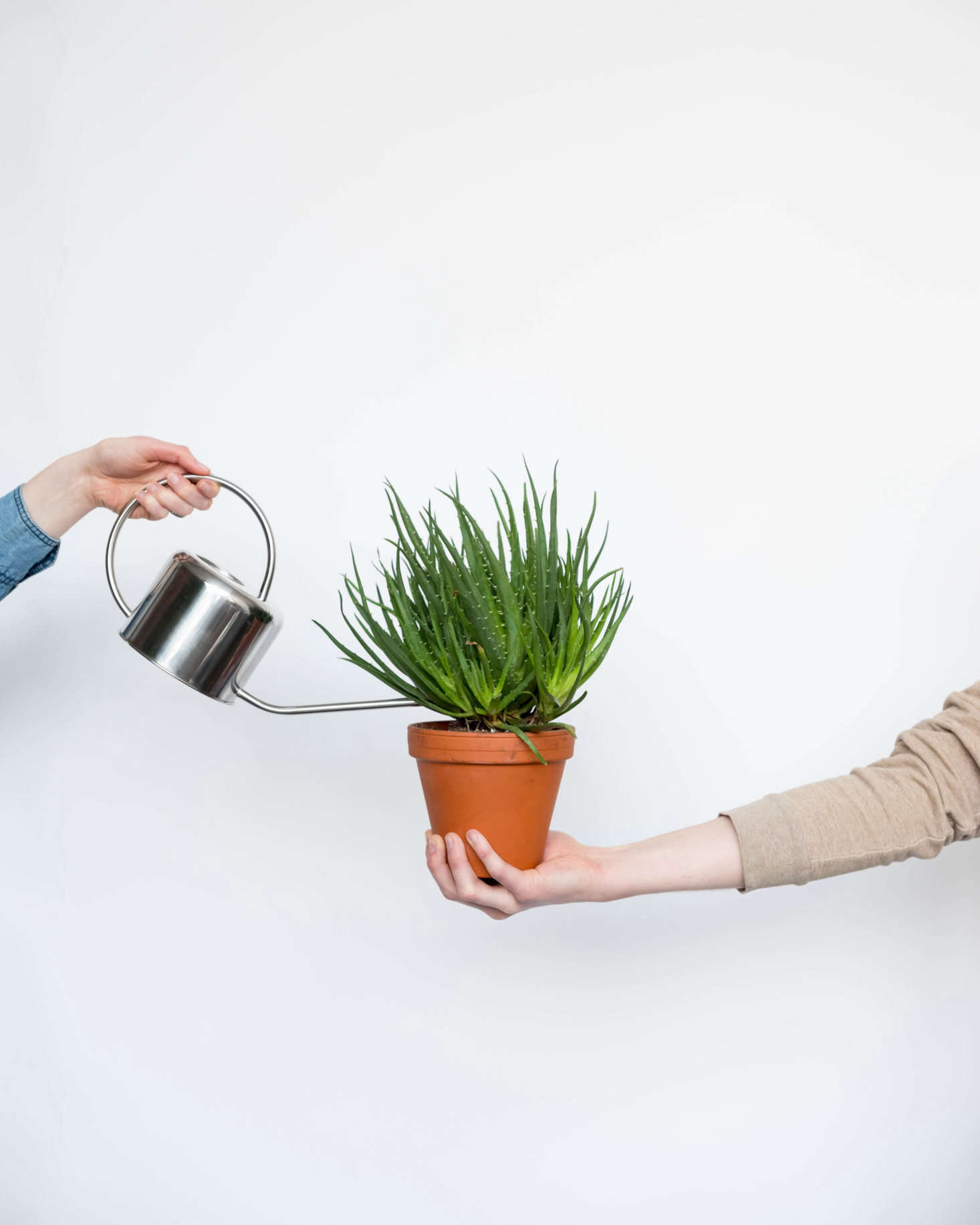 ……35美元。所有植物都是植物的植物,在蔬菜里的蔬菜