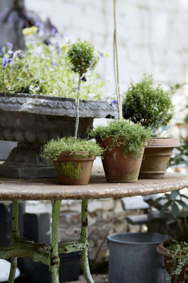 Rosemary topiaries. Photograph by Jocie Sinauer.