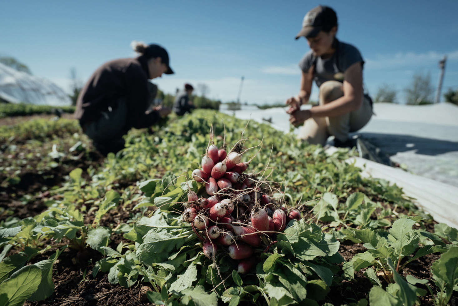 Interns harvest radishes.