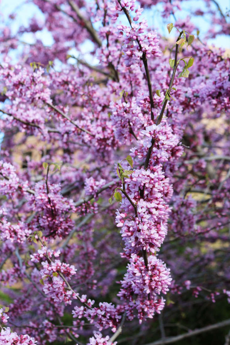 Gardening 101 Eastern Redbud Trees