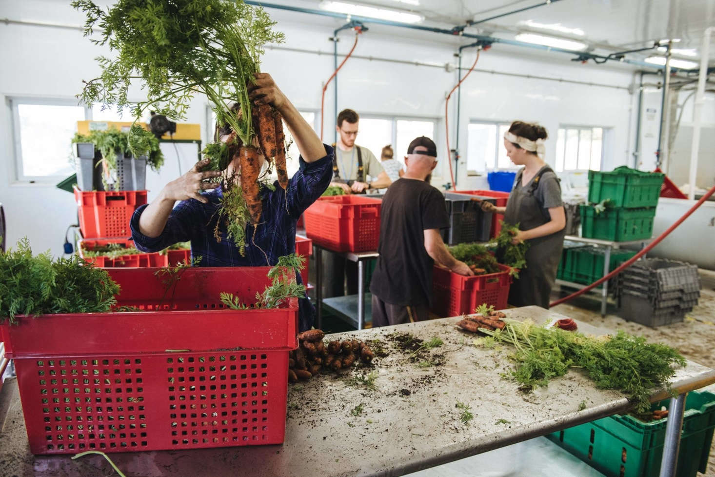 Carrots are headed to market.