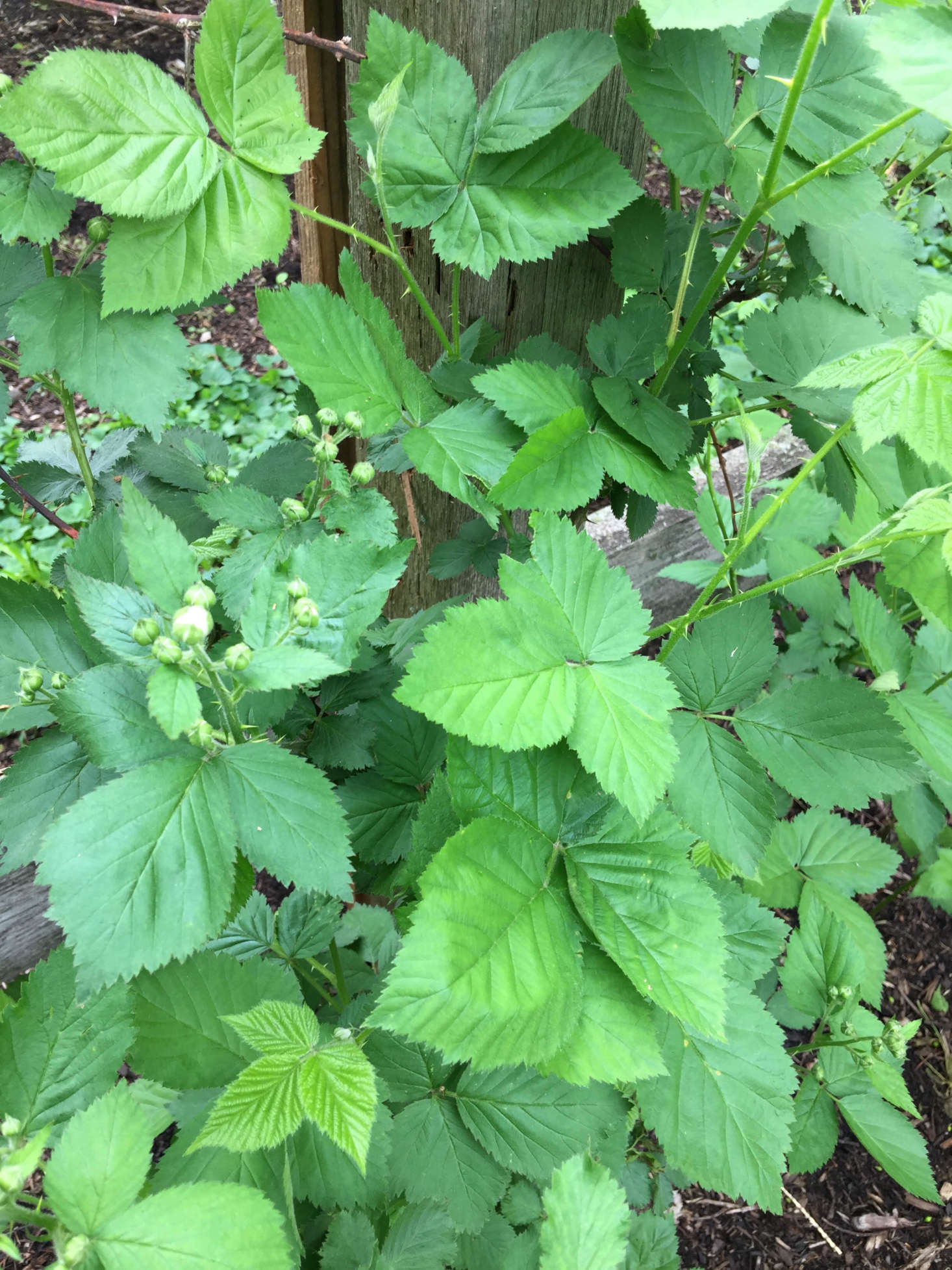 Blackberries in Katherine Black