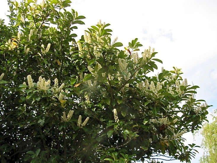 is cherry laurel poisonous to dogs