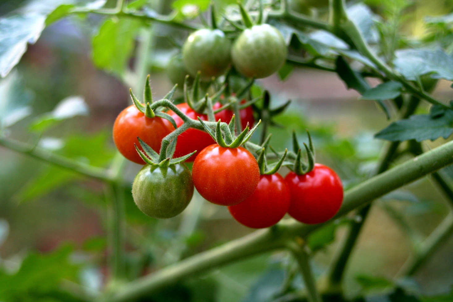 Cherry tomatoes grow in a garden in Charlottesville, Virginia. Photograph by Ancapron via Flickr.