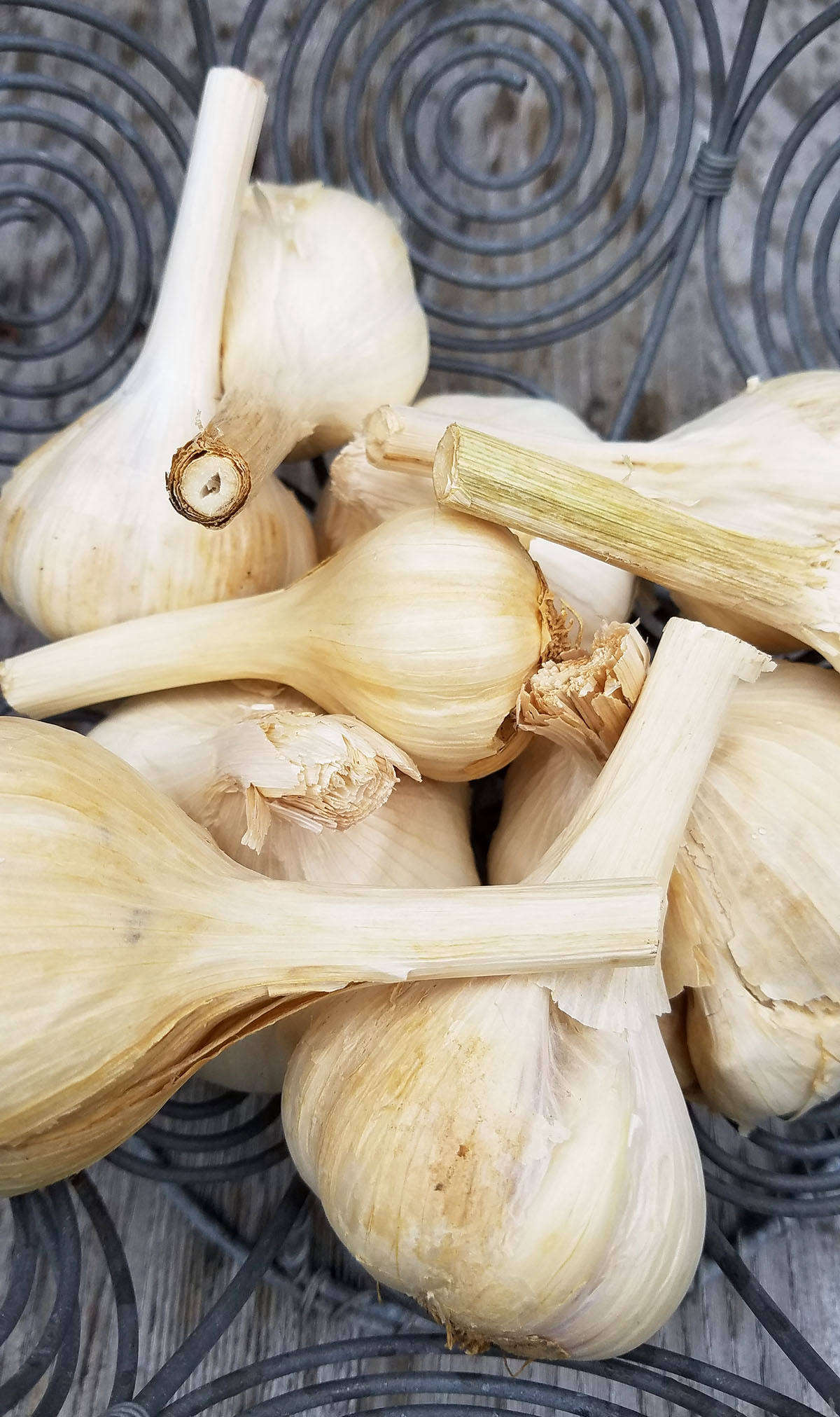 To cure for long-term storage, leave the garlic bulbs with foliage attached or braid them in bunches and hang them for about a month until the roots below the bulbs are very stiff and brittle and the leaves crisp. Now you can strip off the extra leaves and brush and trim the bulbs neatly.