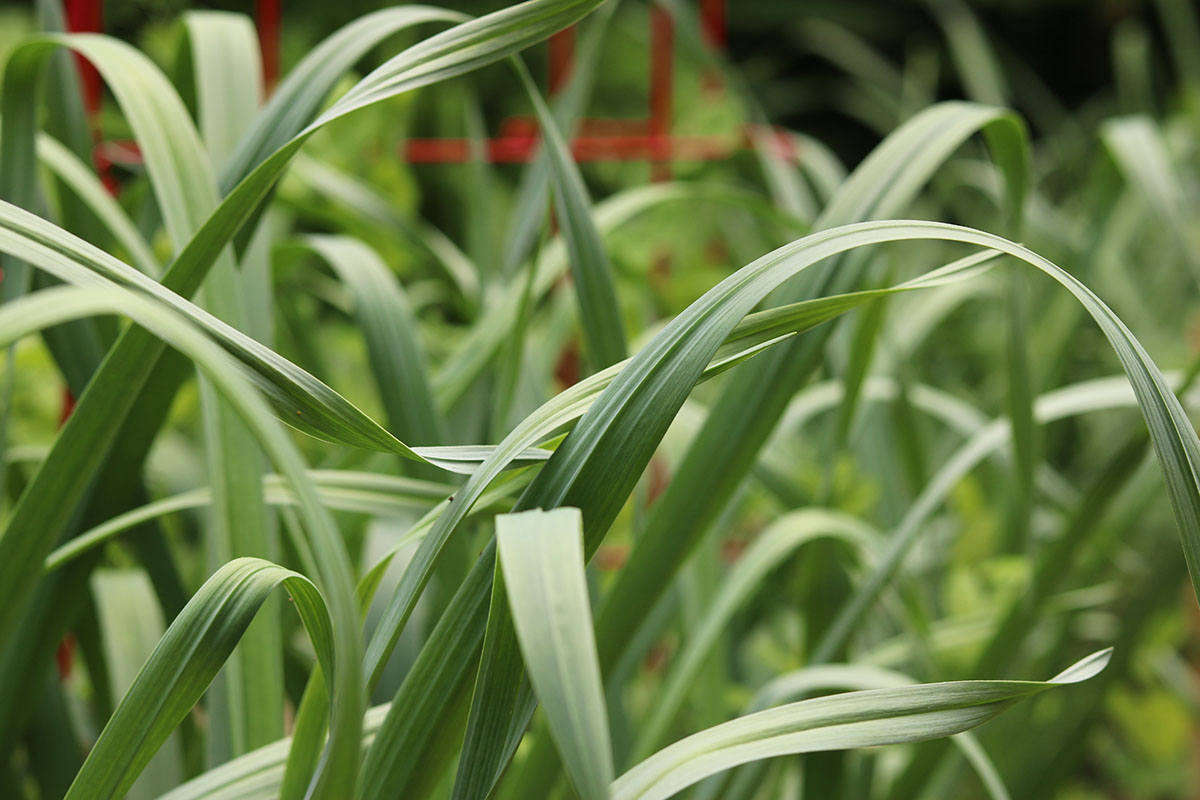 Garlic Tips to Plant and Grow an Essential Culinary Flavor