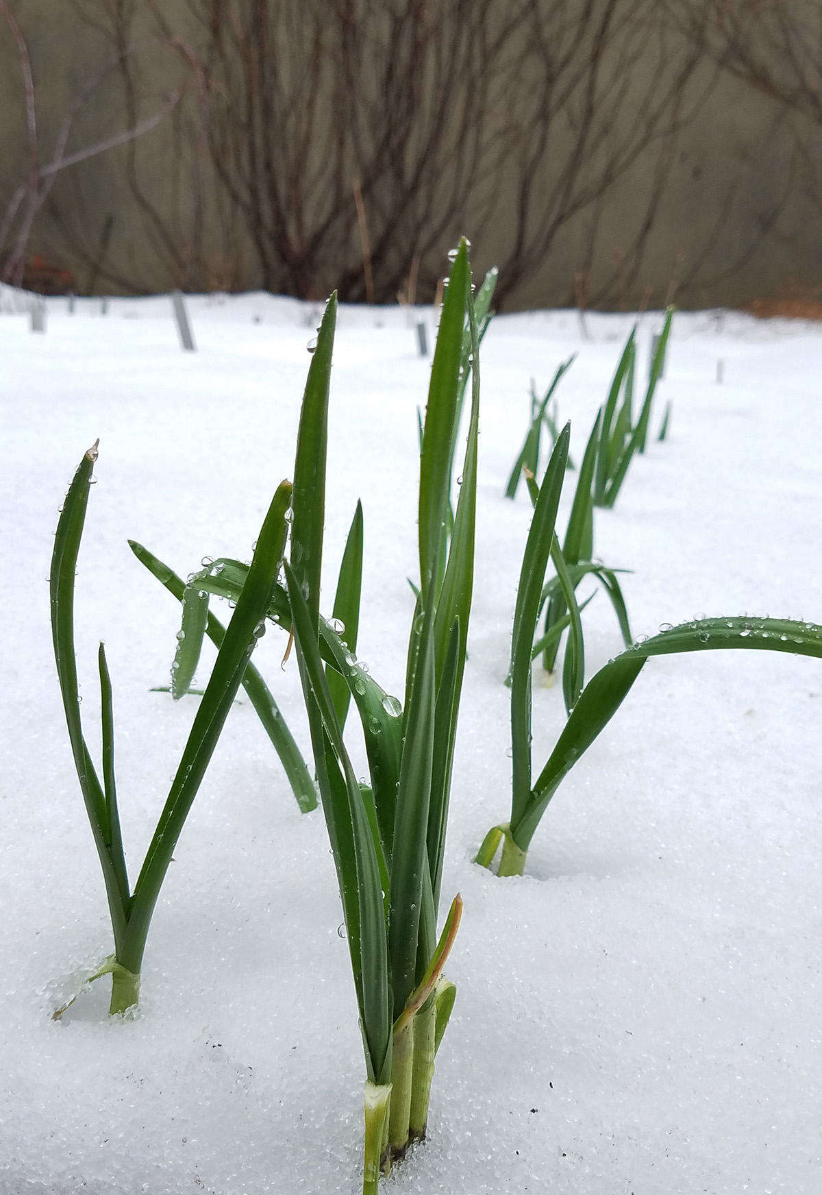 If the season is mild, garlic may send leaves up before winter ends. Don