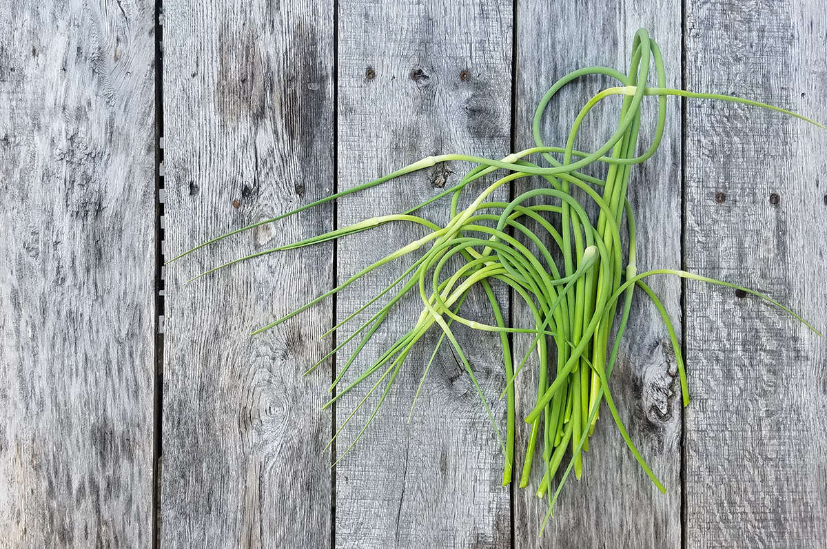 In early to mid summer you will begin to see the flowering stems forming. These are the delicious scapes, an excellent vegetable in their own right.