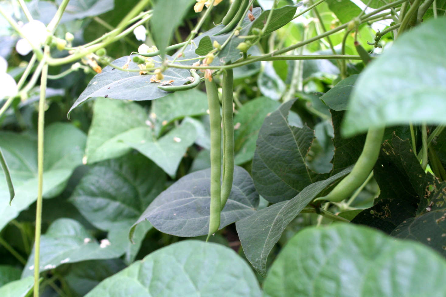 Kentucky Wonder heirloom pole beans grow in a Charlottesville, Virginia, garden. Photograph by Ancapron via Flickr.