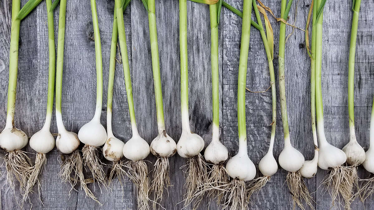Green garlic is ideal for pickling. It is sweetly mild and makes a perfect condiment for cold suppers and picnics.