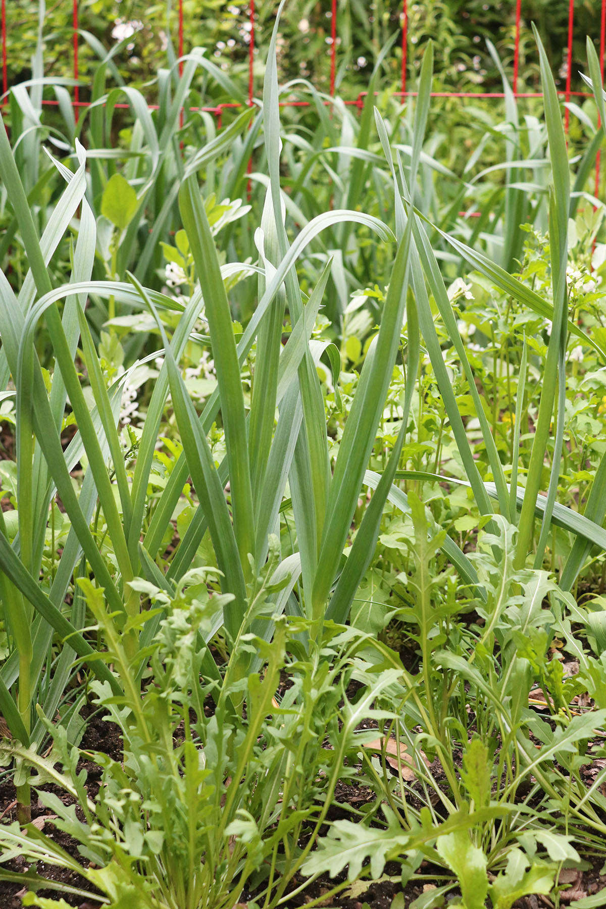 By mid-spring your garlic rows will have grown tall. The fresh leaves are very flavorful; harvest just one or two from a plant.