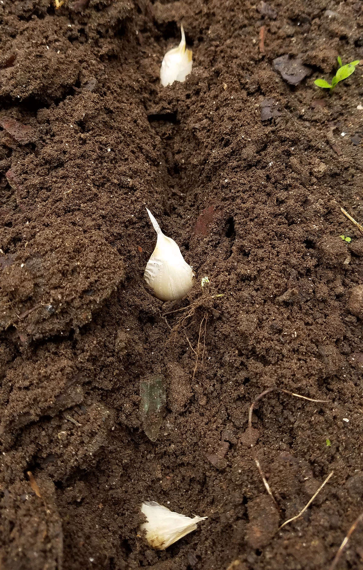 Plant the separated cloves pointy-end up, quite deeply, like flower bulbs—about two inches.