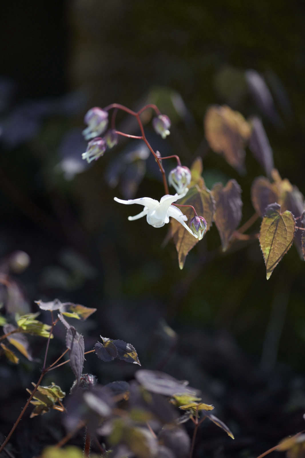 像是花椰菜一样。