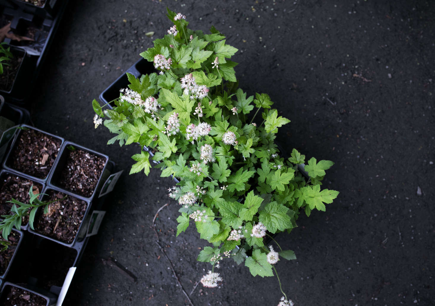 One of my favorites: foamflower, Tiarella cordifolia var. cordifolia makes a happy ground cover in a shade garden.