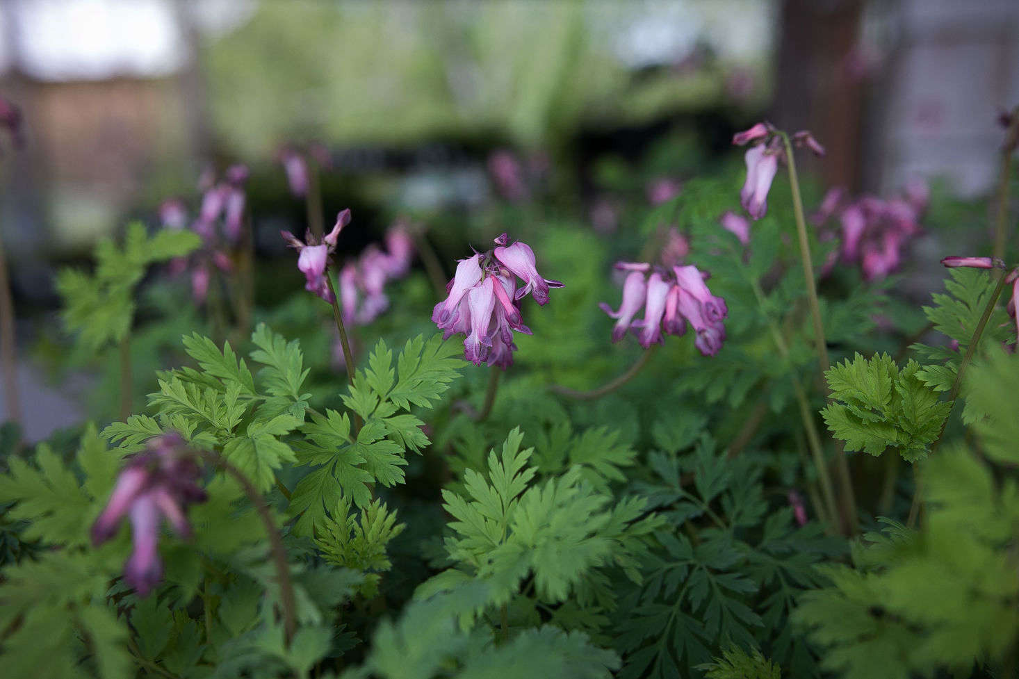 More demure than your average garden variety, native bleeding hearts, Dicentra exemia, are among Nasami’s extensive shade plants offerings.