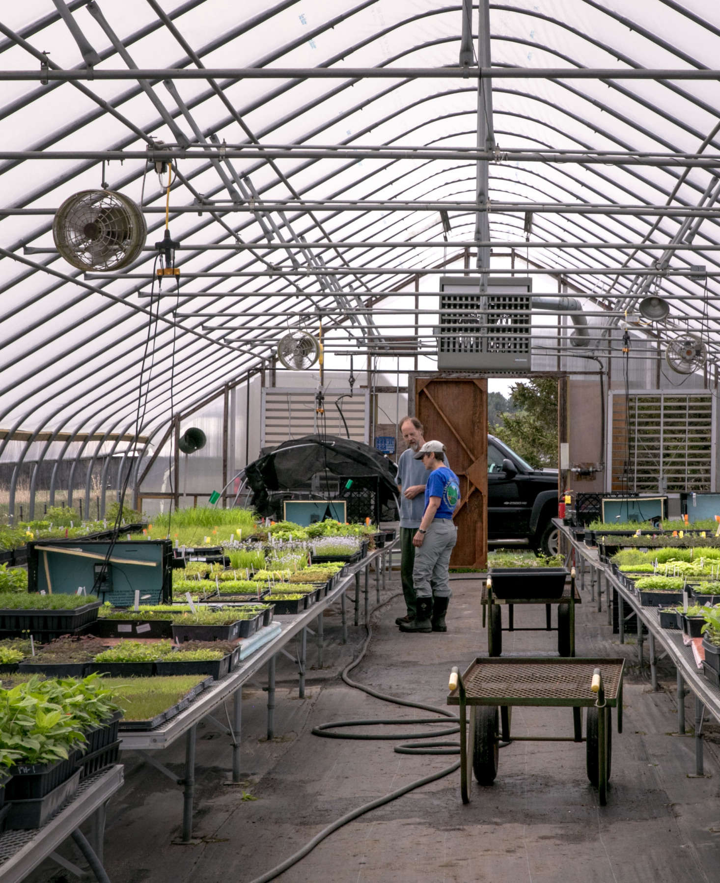Cayte oversees the propagation of 150 wild eco-types, including grasses, ferns, wildflowers, trees, and shrubs.