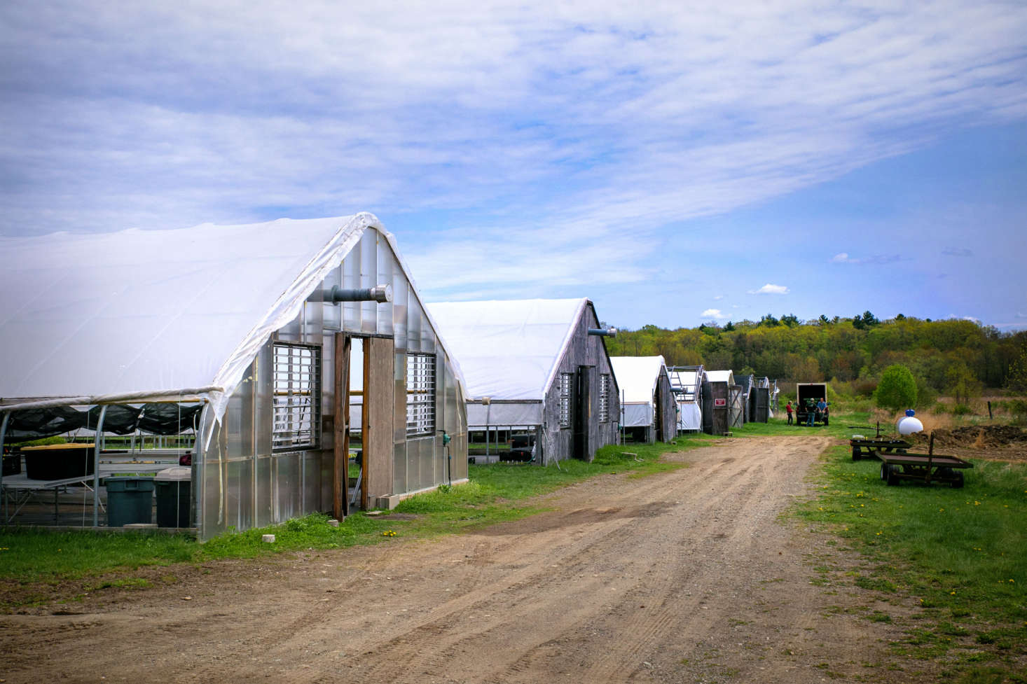 In eight greenhouses, the staff at Nasami propagate native plants grown from wild seeds that have been sustainably collected from around the New England region by the society’s volunteers. These indigenous plants are used in habitat restoration projects, at Garden in the Woods, for the society’s retail sales operations at both the Garden and Nasami, and for their upcoming pollinator gardens. New England Wild Flower Society also works with institutions, such as schools and corporations, that are interested in planting native gardens.