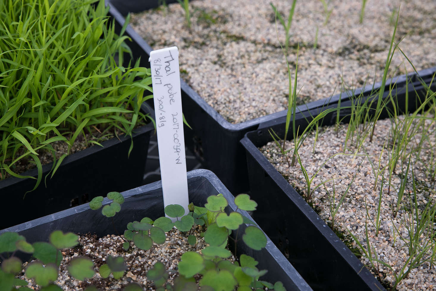 The New England Wild Flower Society painstakingly records where and when each batch of the seeds is collected. Notes on soil conditions are also made.
